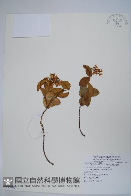 台灣白花藤藏品圖，第1張