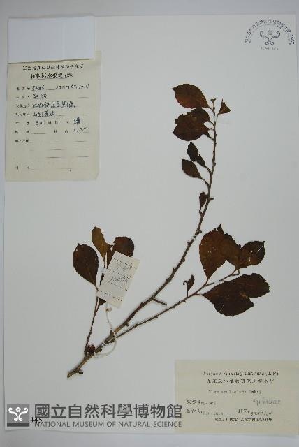 鼠李冬青、滿樹星藏品圖，第1張