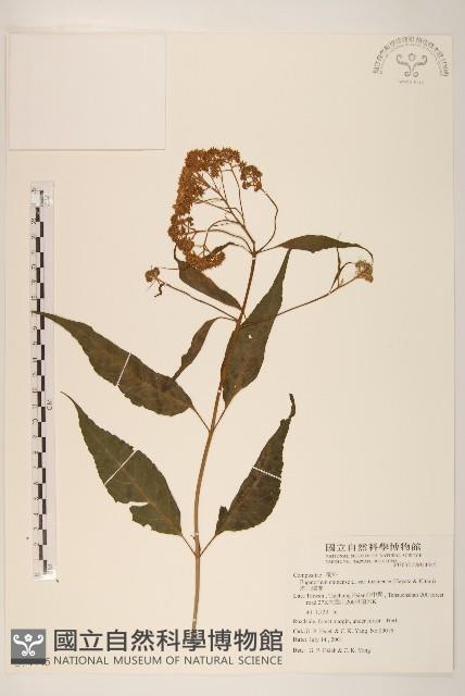 塔山澤蘭藏品圖，第1張