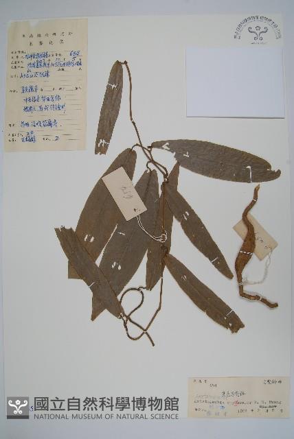變色馬兜鈴藏品圖，第1張