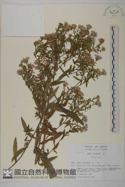 友禪花藏品圖，第1張