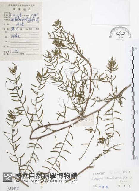 天門冬藏品圖，第1張