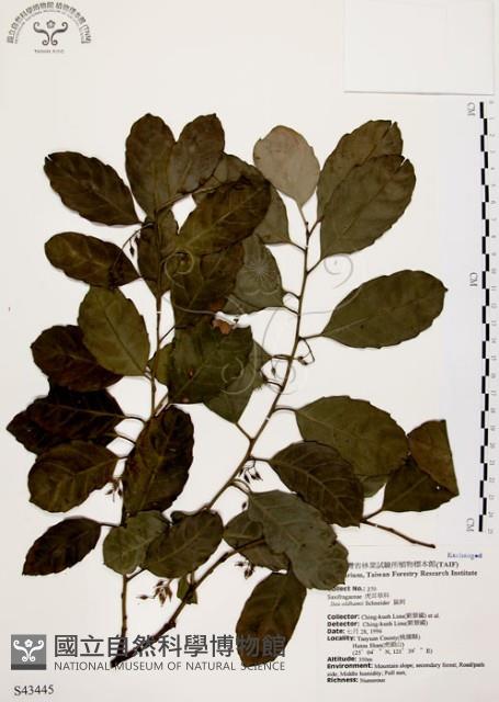 鼠刺藏品圖，第1張