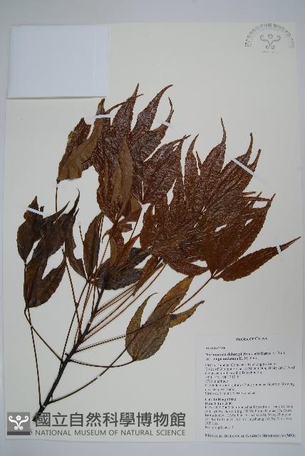 登錄號:S097445藏品圖，第1張