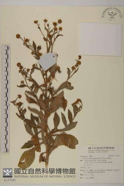 煙管草藏品圖，第1張