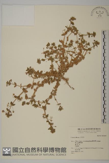 Accession Number:S046145 Collection Image, Figure 1, Total 2 Figures