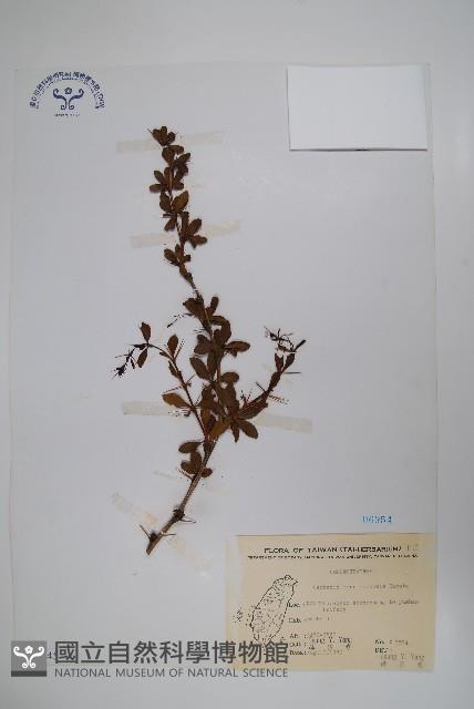 玉山小蘗藏品圖，第1張