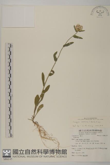 日本假蓬藏品圖，第1張