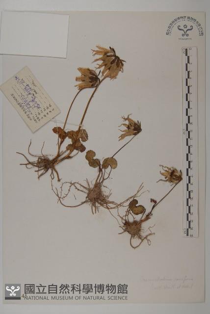 喜馬拉雅垂頭菊藏品圖，第1張