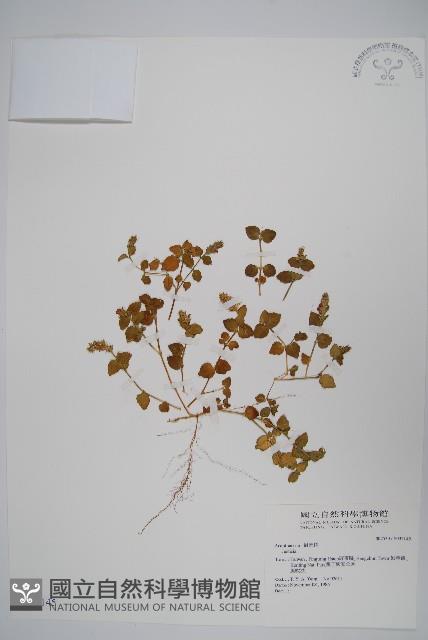 登錄號:S032145藏品圖，第1張