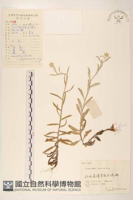 薄雪火絨草藏品圖，第1張