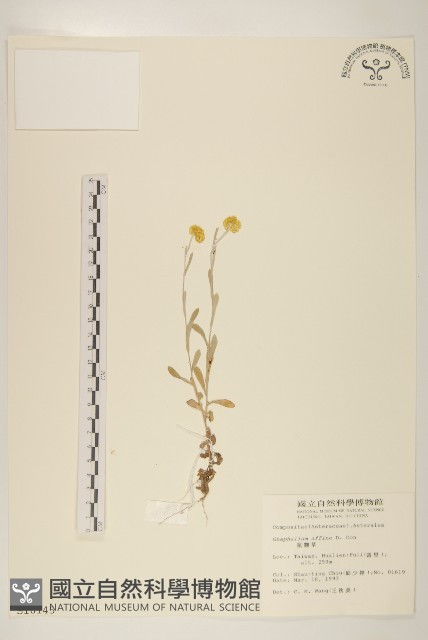 鼠麴草藏品圖，第1張