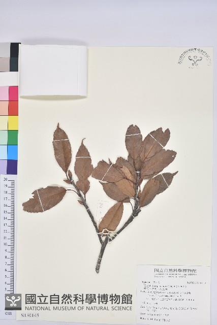 赤柯、赤椆、森氏櫟藏品圖，第1張