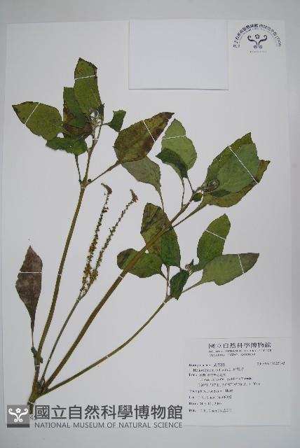 狗尾草藏品圖，第1張