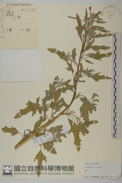 藜、灰藜藏品圖，第1張