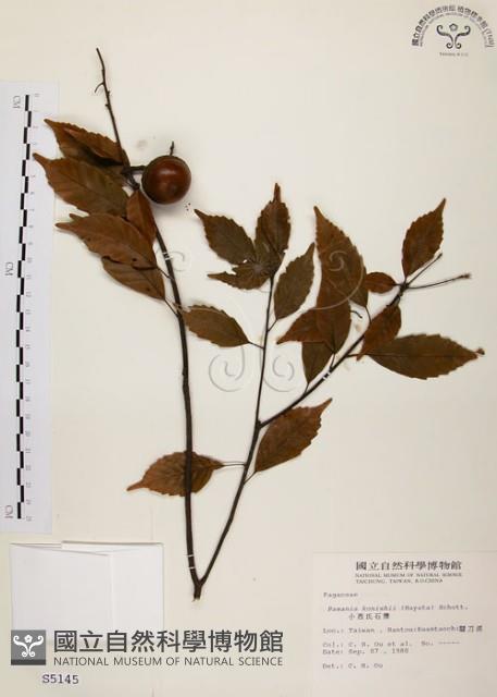 油葉石櫟藏品圖，第1張