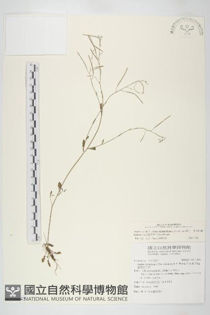 玉山筷子芥藏品圖，第1張