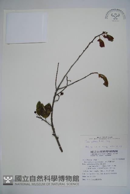 刻脈冬青藏品圖，第1張