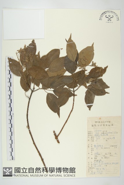 光皮樹藏品圖，第1張