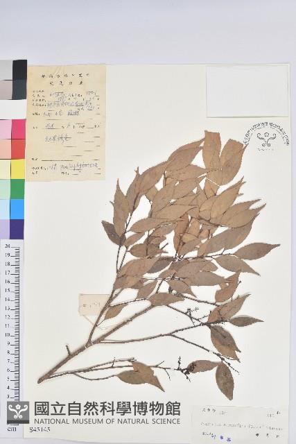 米飯花藏品圖，第1張