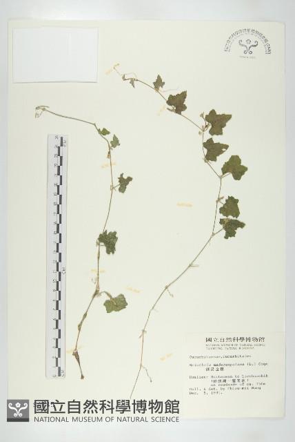 倒吊金鐘、天花藏品圖，第1張