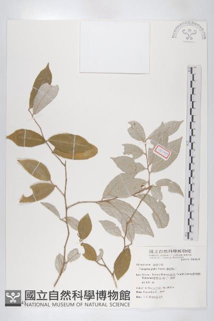 藤胡頹子藏品圖，第1張