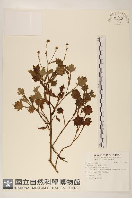 矮菊藏品圖，第1張