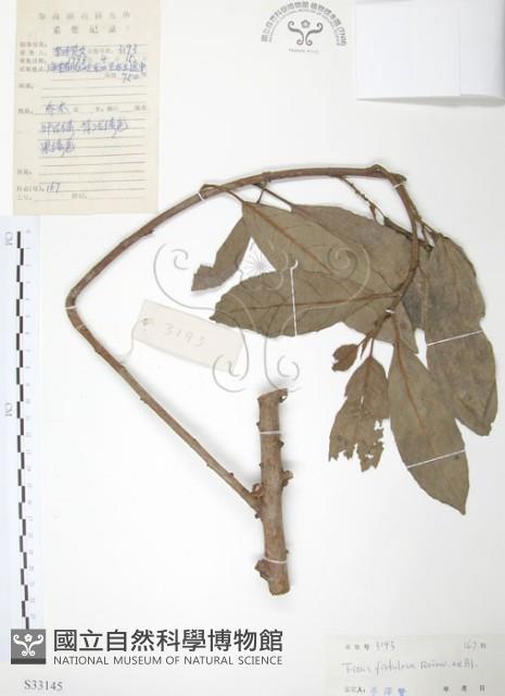 豬母乳、水同木藏品圖，第1張