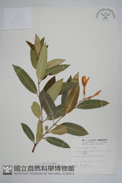 大錦蘭藏品圖，第1張