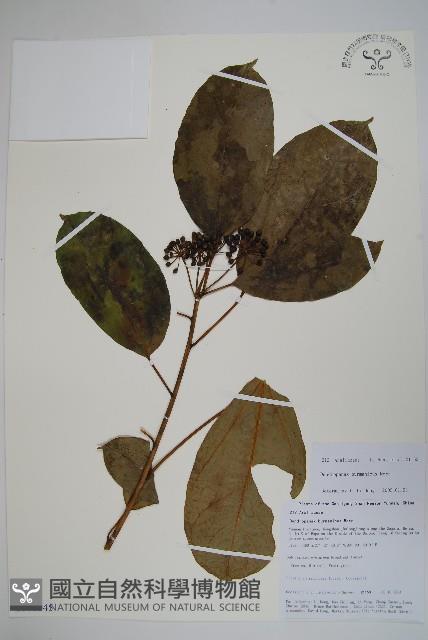 登錄號:S106345藏品圖，第1張