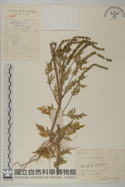 豬草、瘤果菊藏品圖，第1張