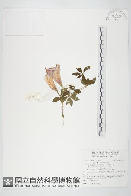 番仔藤藏品圖，第1張