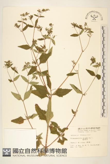 豨薟藏品圖，第1張