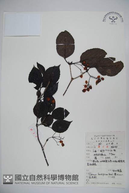 樺葉莢迷、玉山莢迷藏品圖，第1張