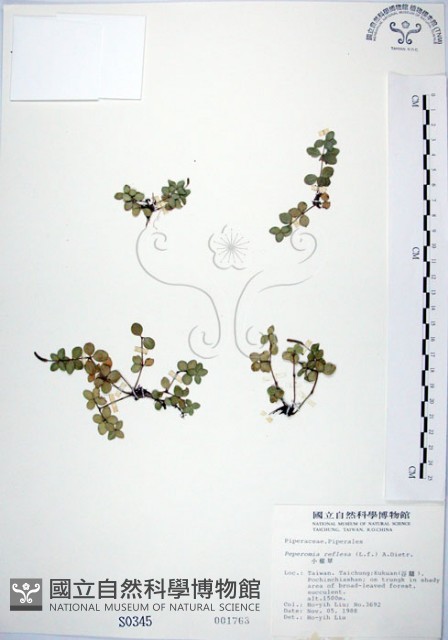 小椒草藏品圖，第1張