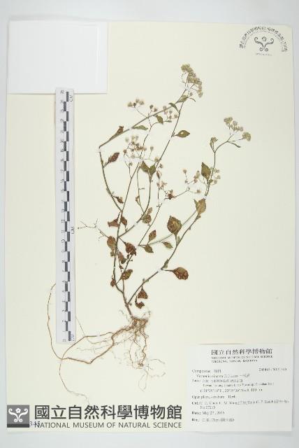 一枝香藏品圖，第1張