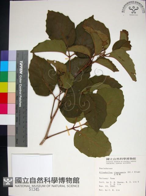 止宮樹藏品圖，第1張