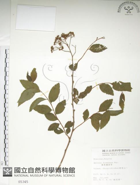 臺灣繡線菊藏品圖，第1張