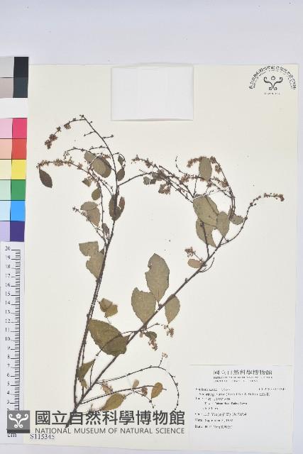 白飯樹藏品圖，第1張