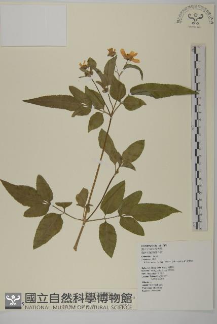 大花咸豐草藏品圖，第1張