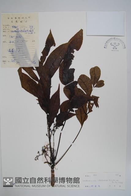 石山漆藏品圖，第1張