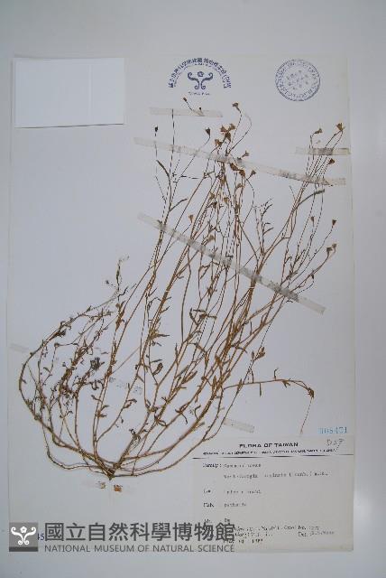 細葉蘭花參藏品圖，第1張