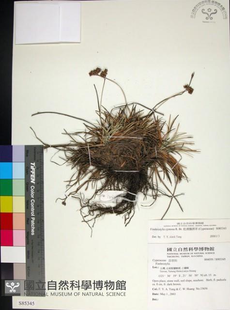 乾溝飄拂草藏品圖，第1張