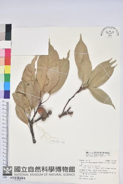 大葉石櫟、大葉校栗藏品圖，第1張