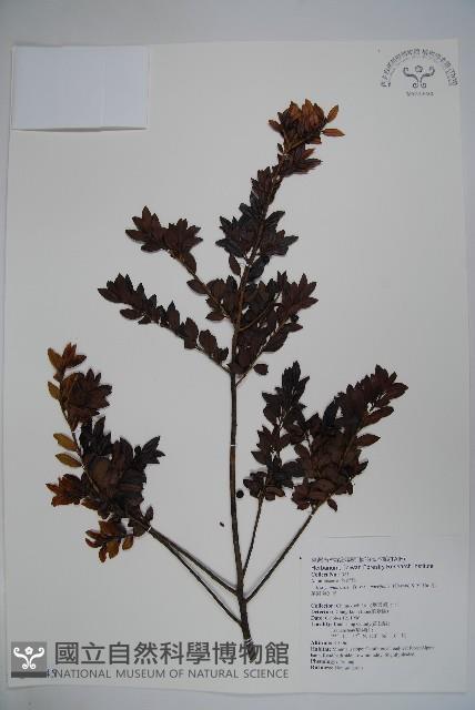 雲南冬青藏品圖，第1張