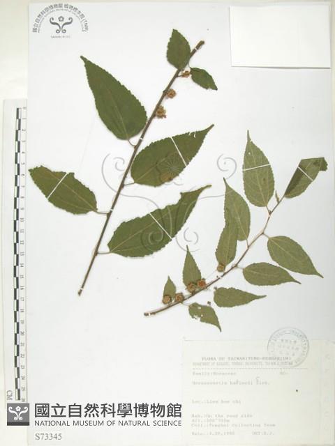 小構樹藏品圖，第1張