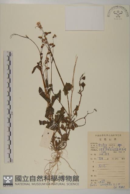 紫背草藏品圖，第1張