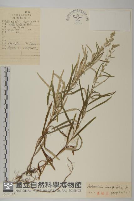 柳葉蒿藏品圖，第1張