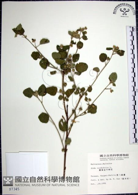 圓葉金午時花藏品圖，第1張