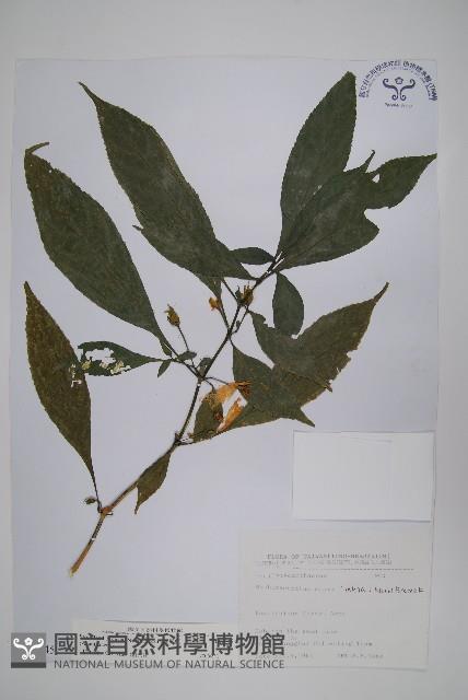 腺萼馬藍藏品圖，第1張